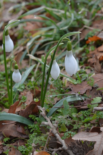 Galanthus trojanus