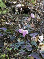 Cardamine nuttallii