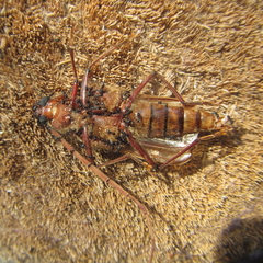 Ochrocydus huttoni