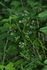 Galium maximowiczii