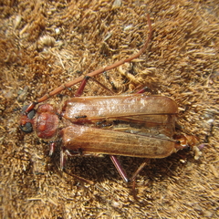 Ochrocydus huttoni