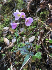 Cardamine nuttallii
