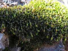 Grimmia trichophylla