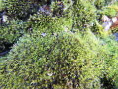 Grimmia trichophylla