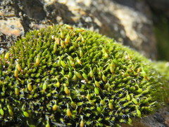 Grimmia trichophylla