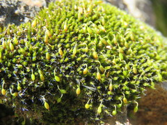 Grimmia trichophylla