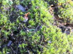 Grimmia trichophylla