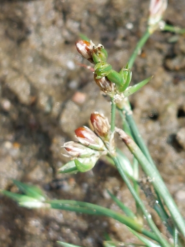 Image of Juncus ranarius by (c) Jennifer Woollin, some rights reserved (CC BY)