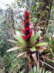 Guzmania gloriosa