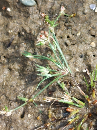 Image of Juncus ranarius by (c) Jennifer Woollin, some rights reserved (CC BY)