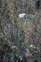 Calochortus venustus