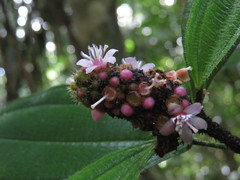 Miconia tococapitata