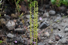 Platanthera colemanii