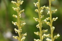 Platanthera colemanii