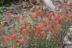 Castilleja subinclusa