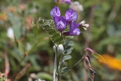 Lathyrus nevadensis