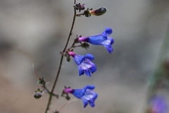 Penstemon laetus
