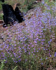 Penstemon laetus