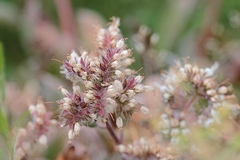 Phacelia egena