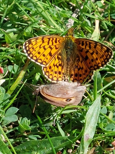 Eurasian Silver-bordered Fritillary photo 3