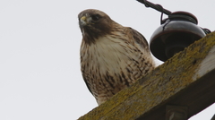 Buteo jamaicensis