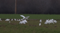 Ardea alba