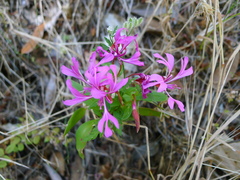 Clarkia concinna