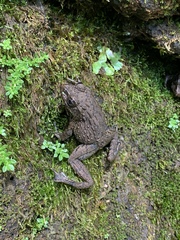 Glandirana rugosa