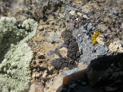 Acarospora obnubila