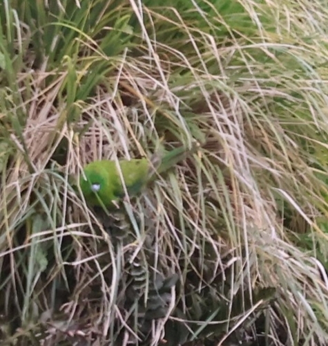 Antipodes Parakeet (Cyanoramphus unicolor)