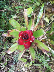 Guzmania gloriosa