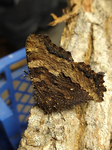 Nymphalis polychloros