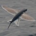 Volador Golondrina - Photo (c) dougiewainwright, algunos derechos reservados (CC BY-NC)