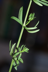 Galium mollugo