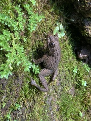 Glandirana rugosa