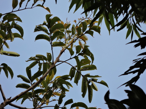 Image of Tapirira guianensis by (c) Fabrício Mil Homens Riella, some rights reserved (CC BY)