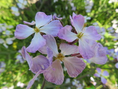 Raphanus sativus raphanistroides