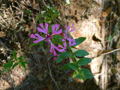 Clarkia concinna