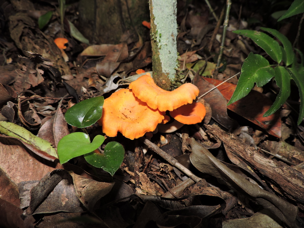 Cantharellus guyanensis