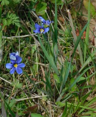 Sisyrinchium pruinosum