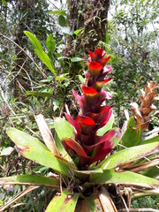 Guzmania gloriosa