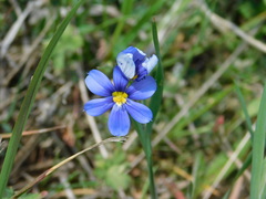 Sisyrinchium pruinosum