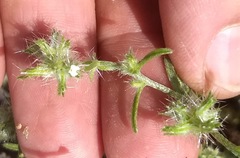 Cryptantha nevadensis