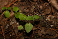 Galium paradoxum
