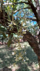 Epidendrum stamfordianum image