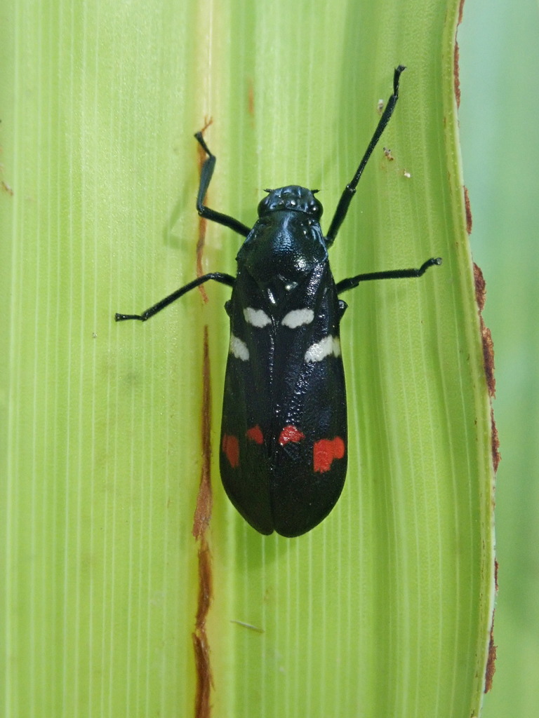 Sugarcane Spittlebug