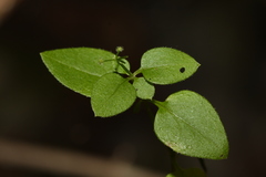 Galium paradoxum
