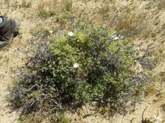 Cryptantha nevadensis