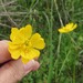 Large Buttercup - Photo (c) Linda Jo Conn, some rights reserved (CC BY-NC), uploaded by Linda Jo Conn