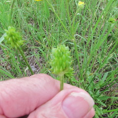 Ranunculus macranthus